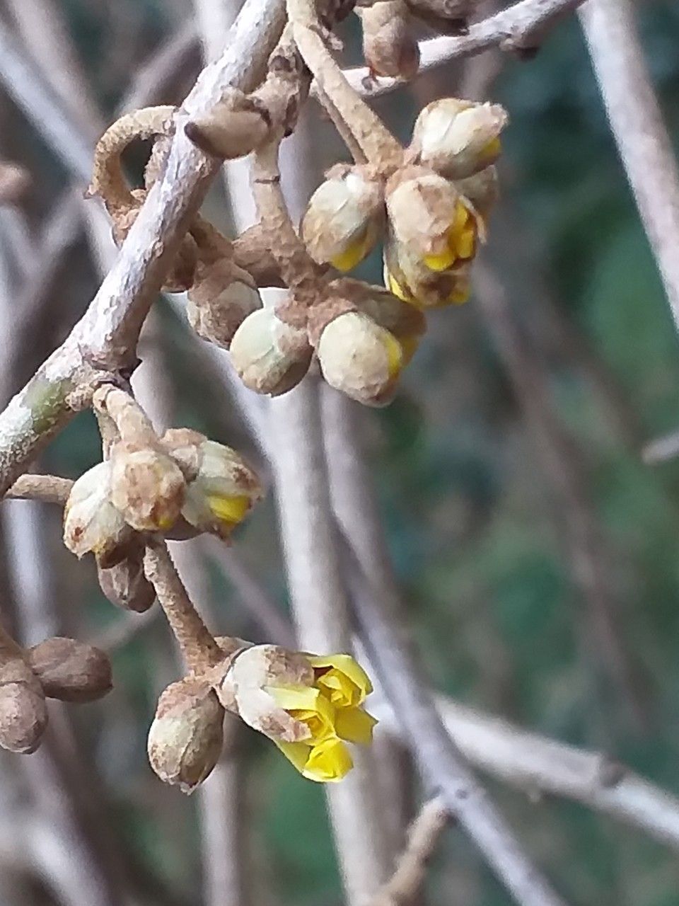 Hamamelis japonica flower
