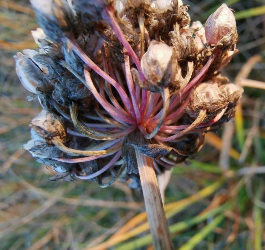 Allium suaveolens fruit