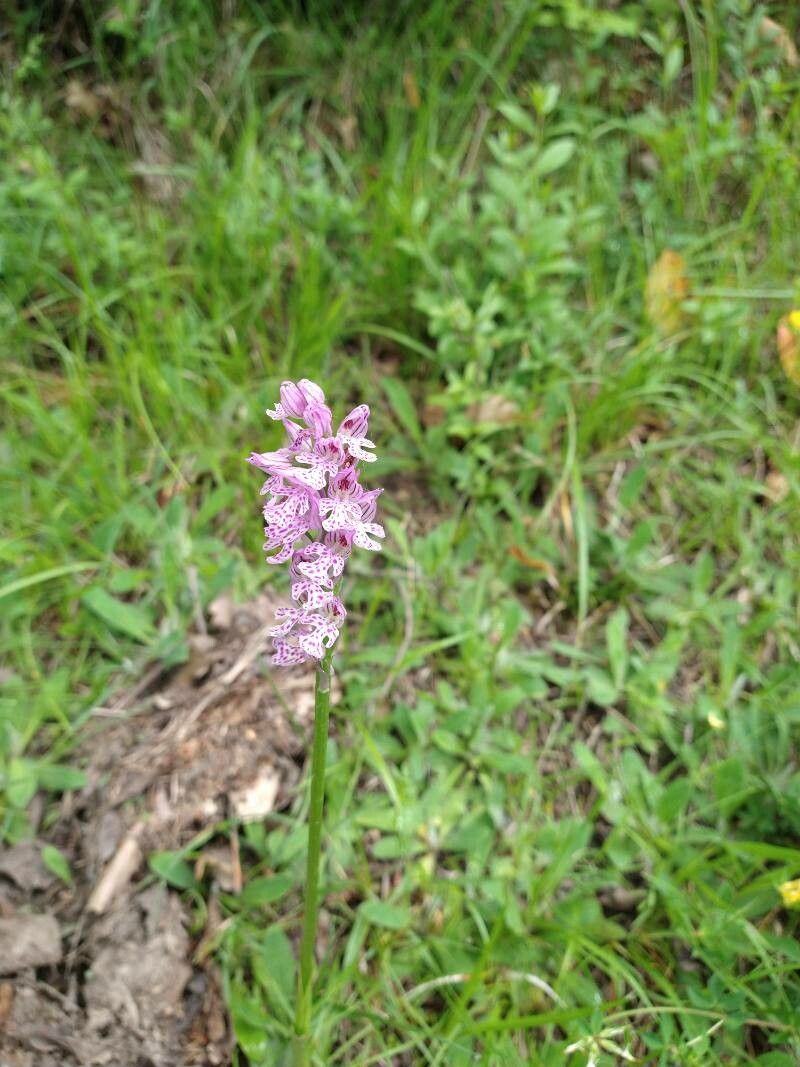 Neotinea x dietrichiana — houseplant care guide