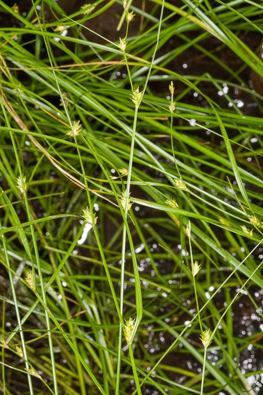 Carex remota fruit