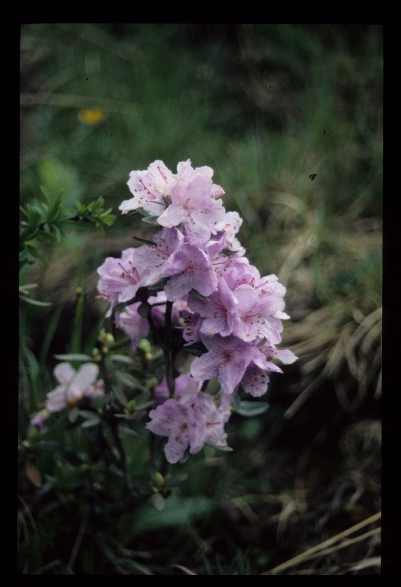 Rhododendron capitatum — houseplant care guide