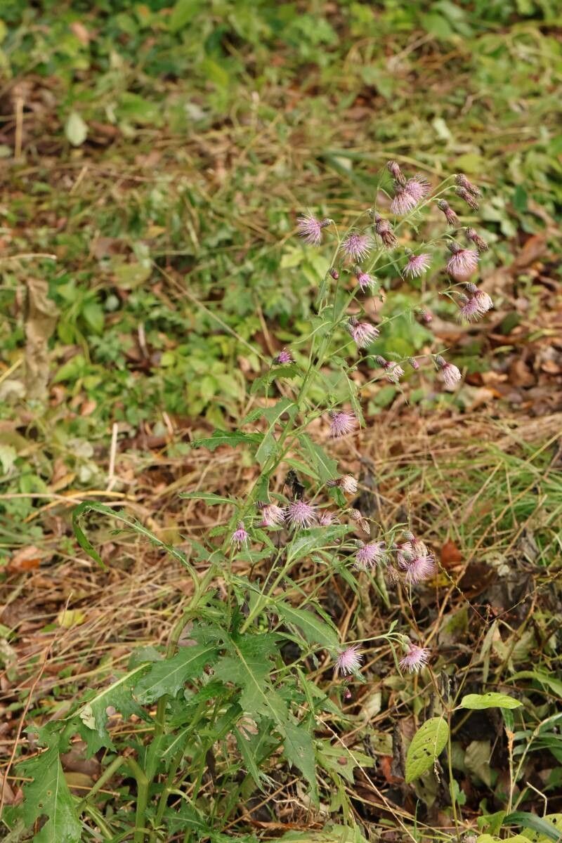 Cirsium bitchuense flower