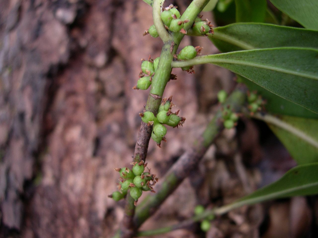 Myrsine ouameniensis — houseplant care guide