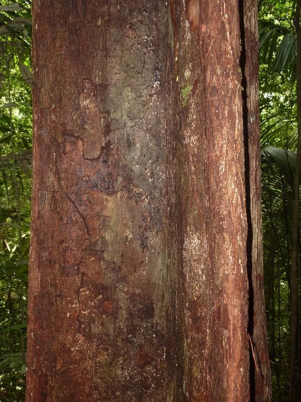 Pouteria maxima — houseplant care guide