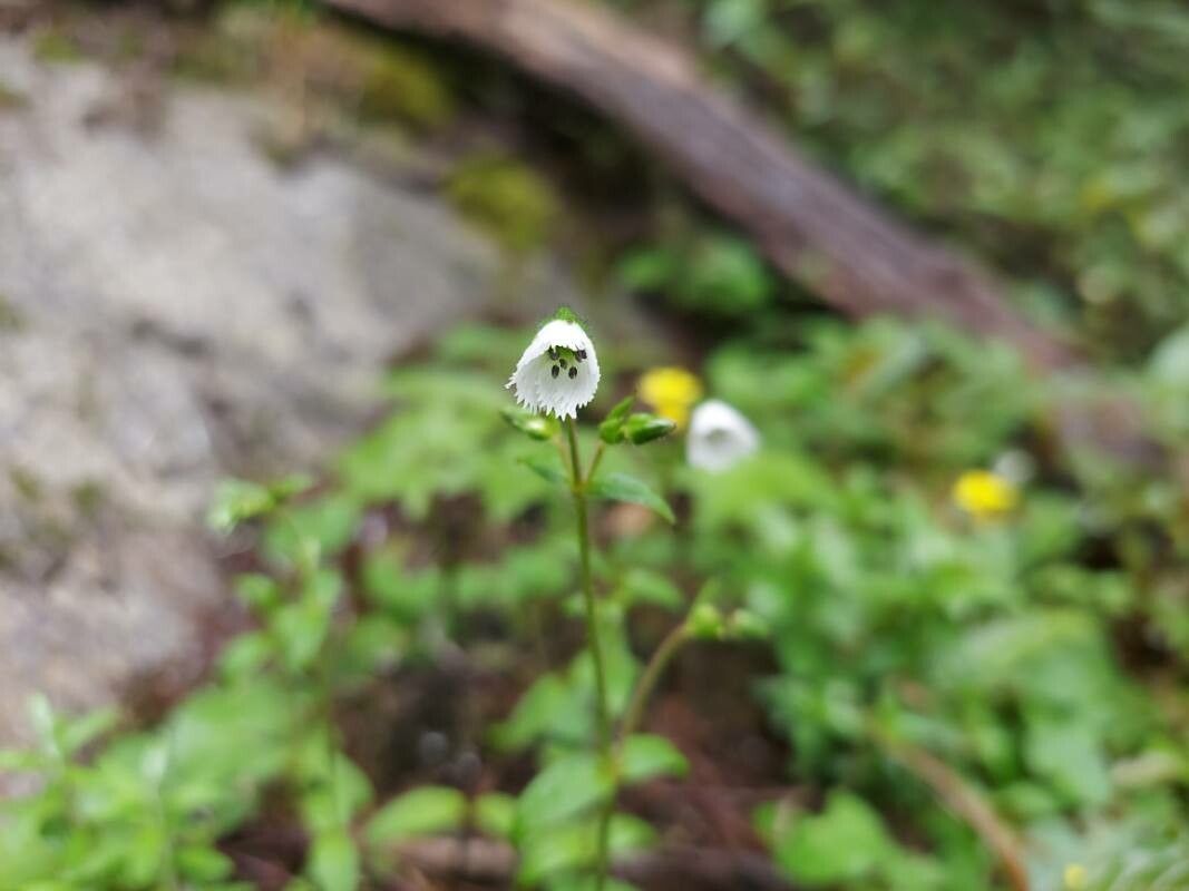 Arenaria benthamii — related species from the same genus