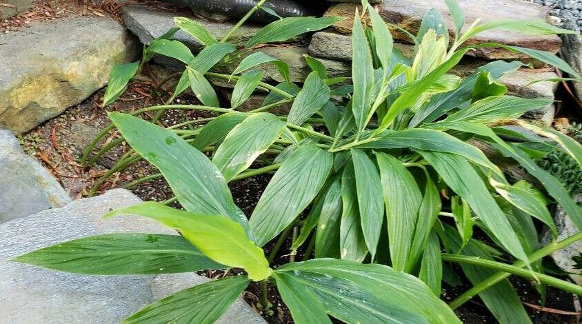 Hedychium thyrsiforme habit