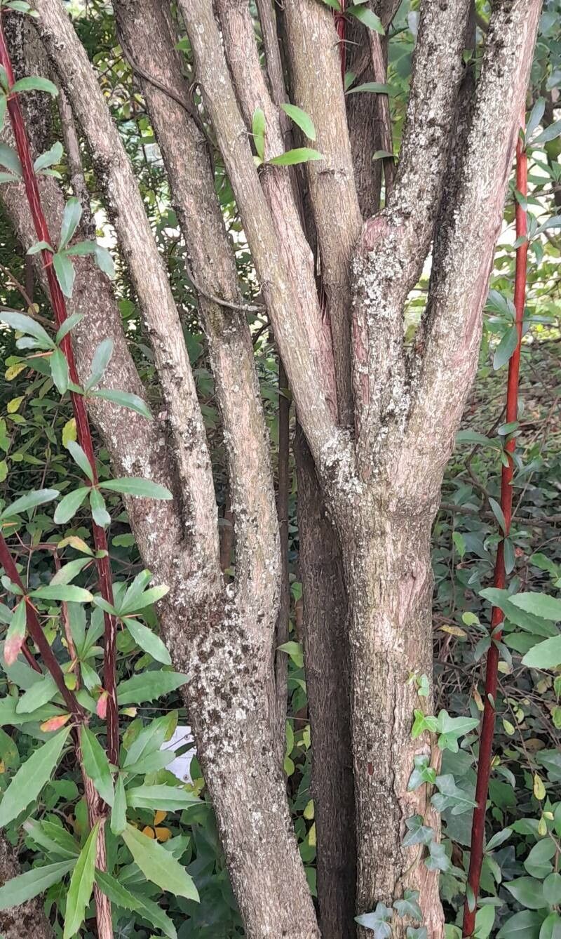 Berberis koehneana bark