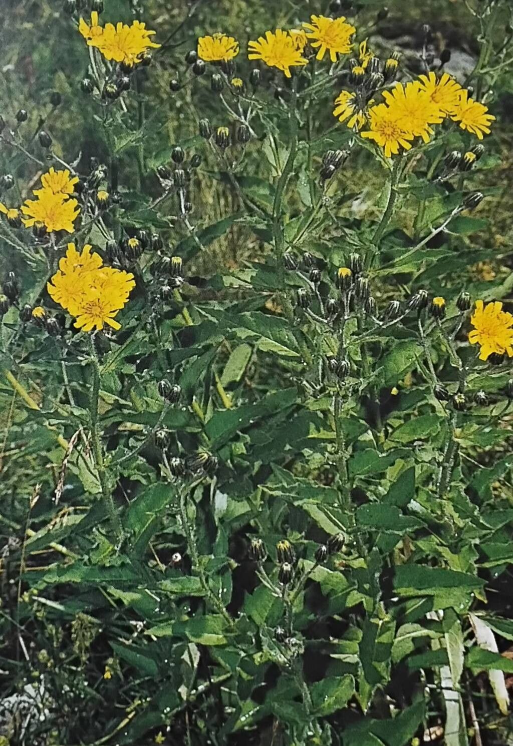 Hieracium stenoplecum — houseplant care guide