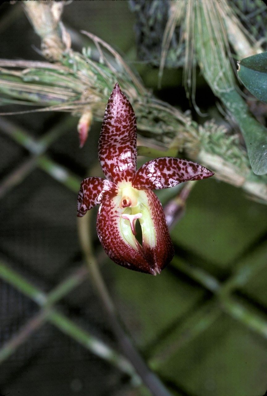 Bulbophyllum macranthum flower