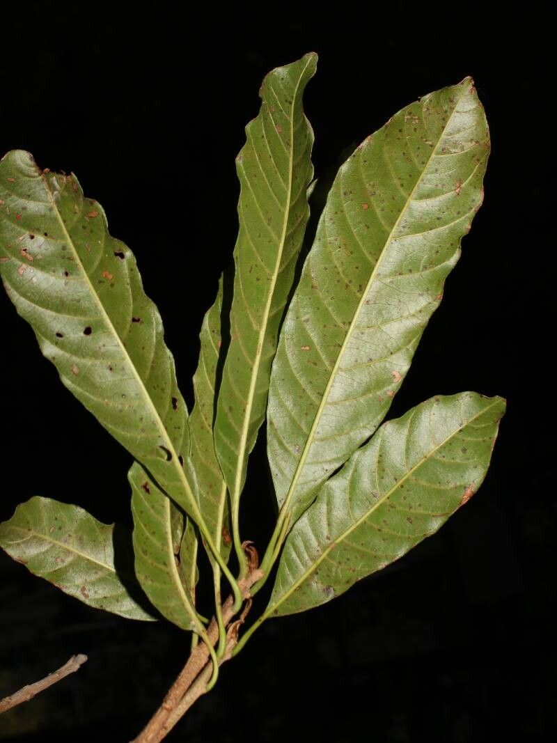 Sideroxylon portoricense — houseplant care guide