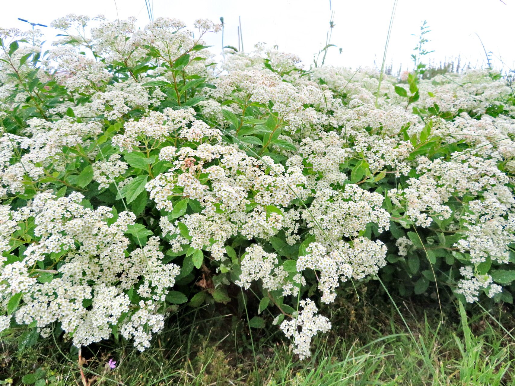 Spiraea decumbens habit