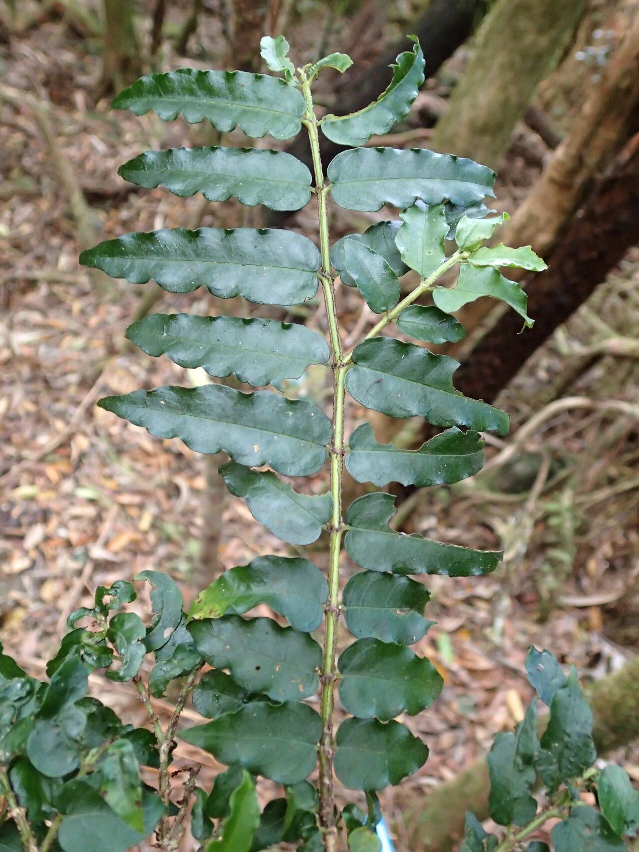 Geniostoma novae-caledoniae leaf