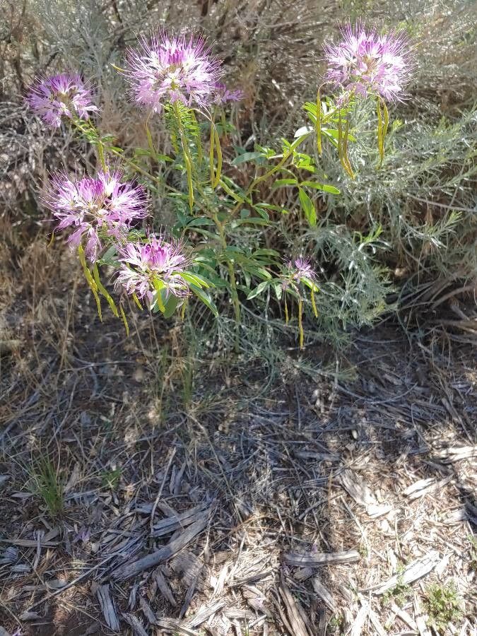 Cleome serrulata habit