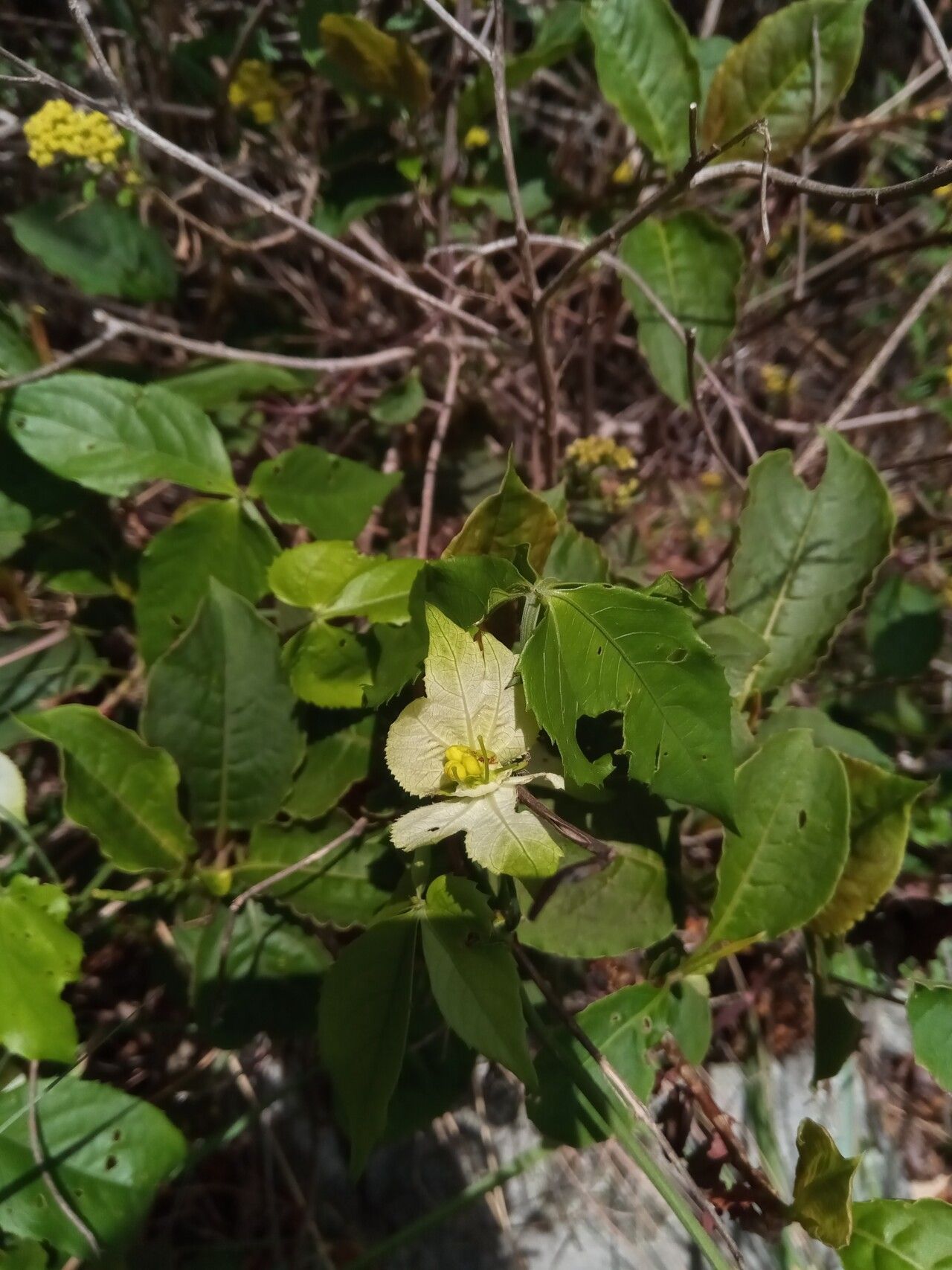 Dalechampia clematidifolia flower
