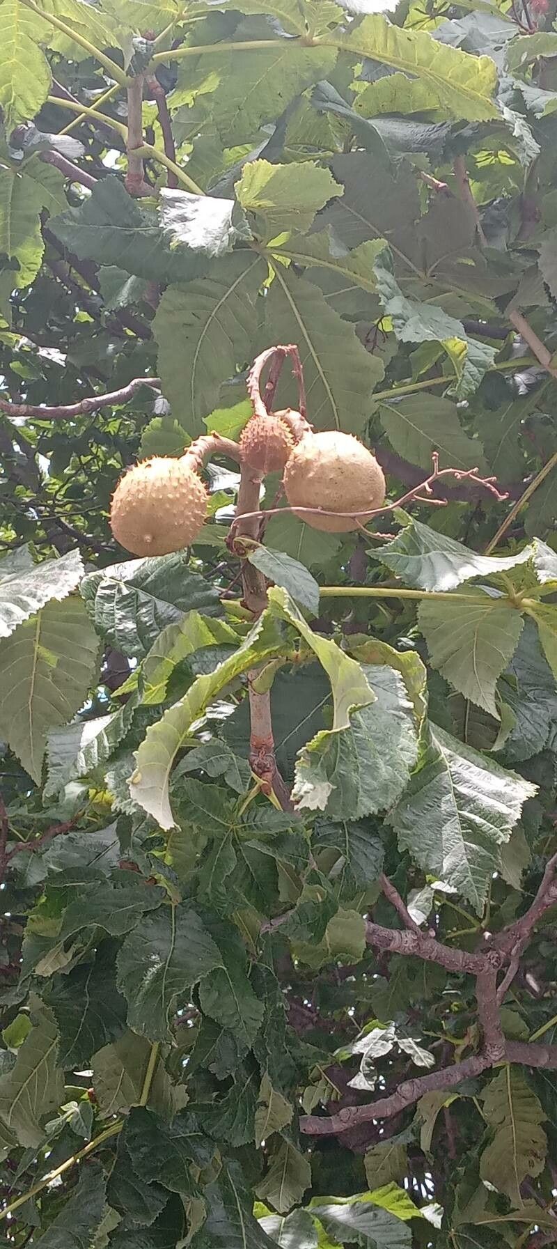 Aesculus × carnea fruit