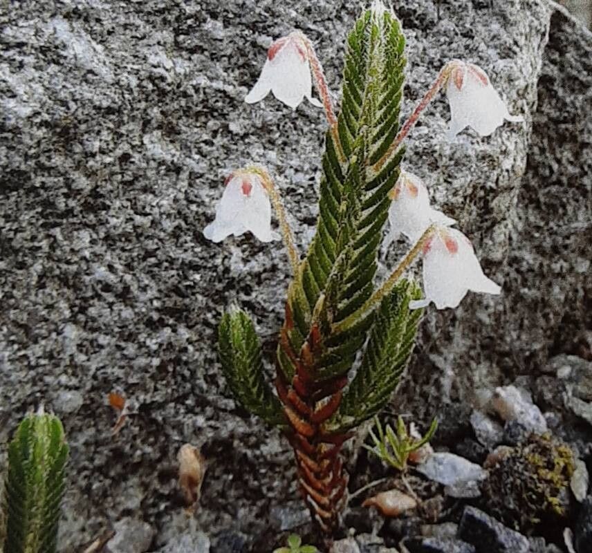 Cassiope pectinata — related species from the same genus