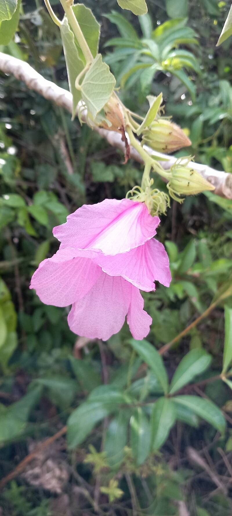 Hibiscus bifurcatus flower