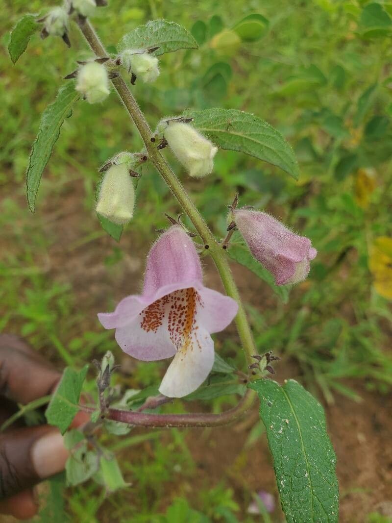 Sesamum sesamoides flower