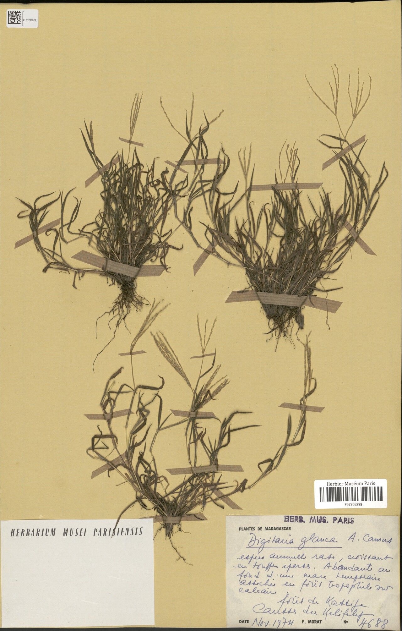 Digitaria glauca — houseplant care guide