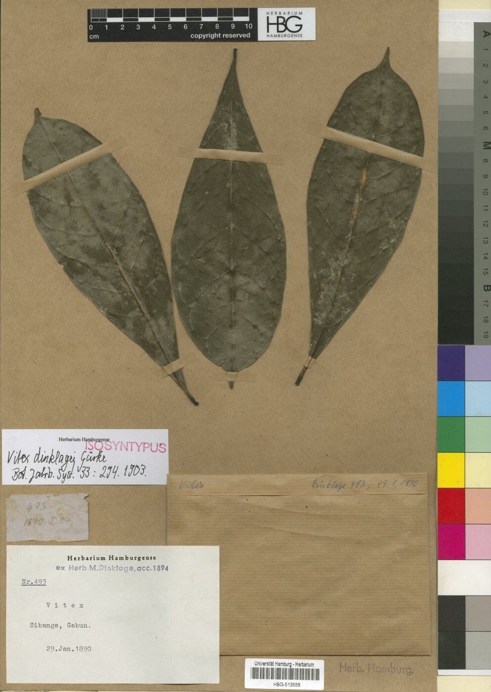 Vitex dinklagei — houseplant care guide