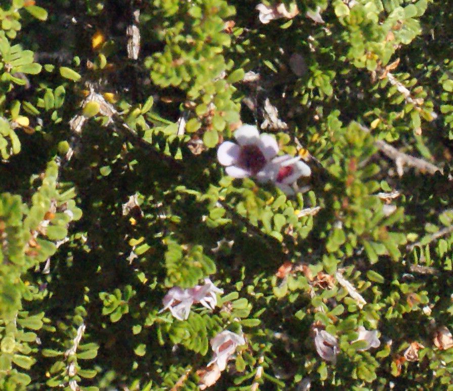 Diplolaena grandiflora habit