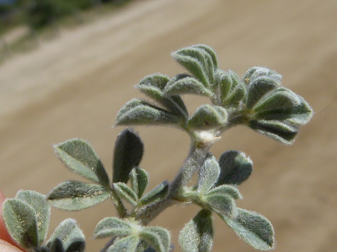 Medicago marina leaf