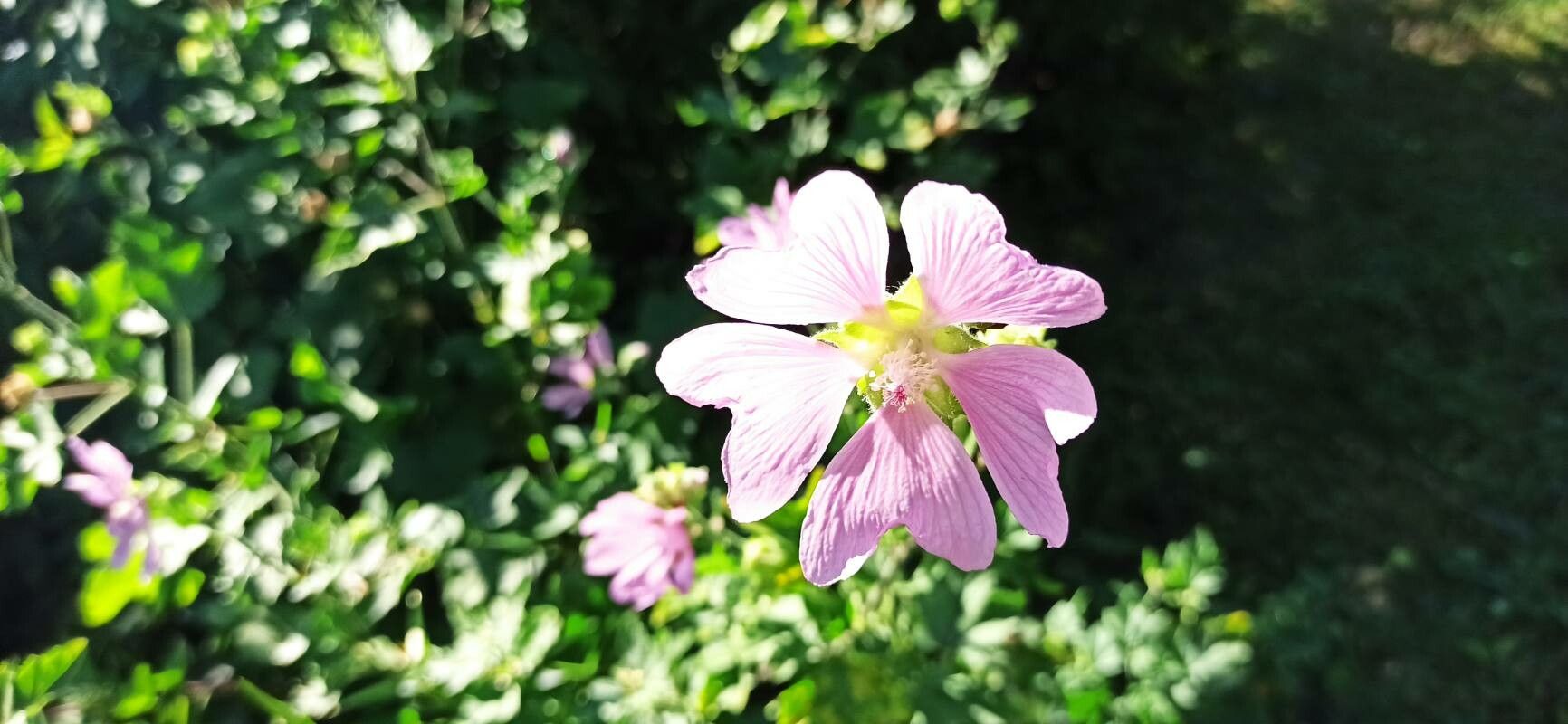 Malva thuringiaca flower