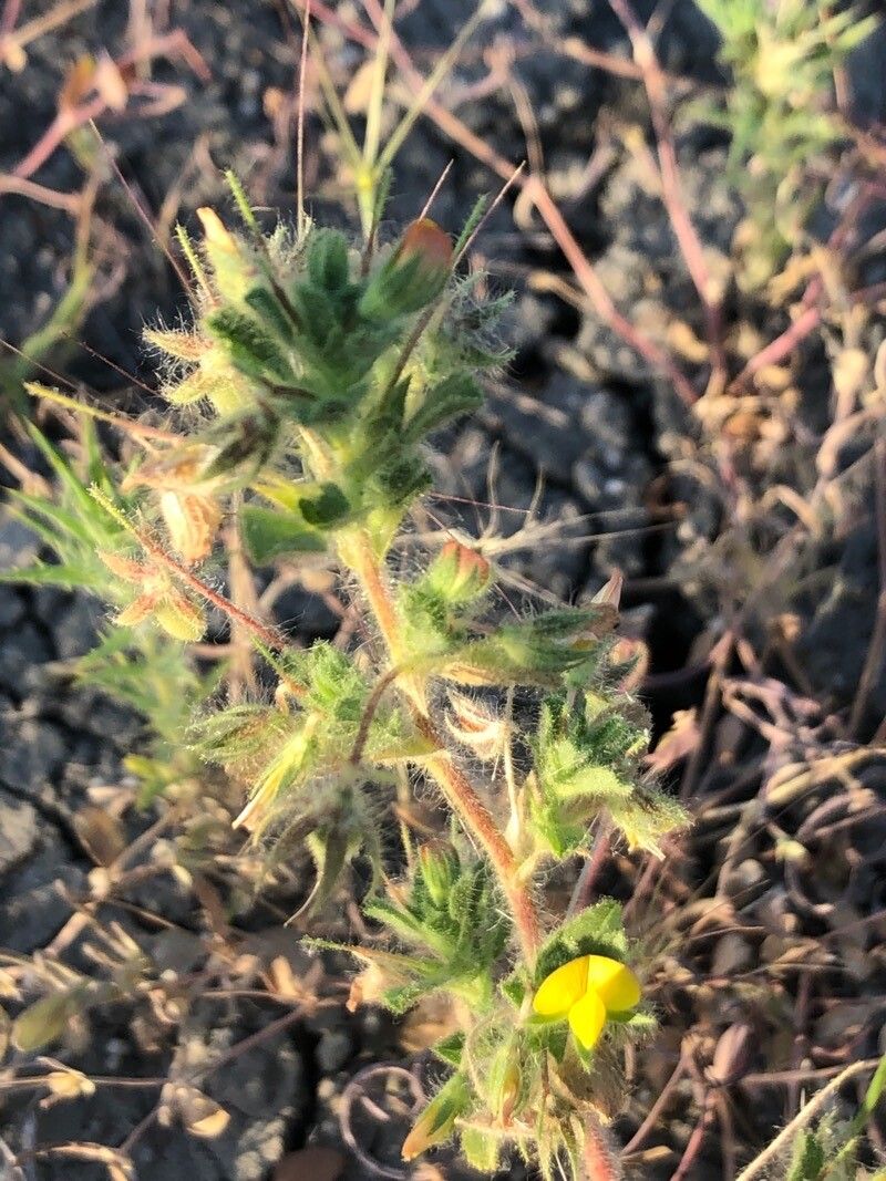 Ononis pubescens — houseplant care guide