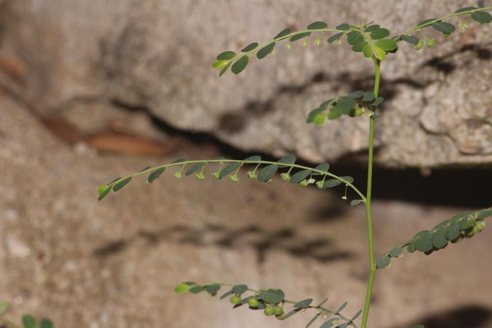 Phyllanthus loandensis habit