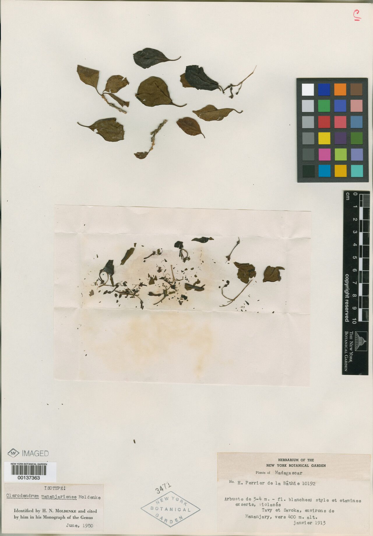 Clerodendrum mananjariense — houseplant care guide