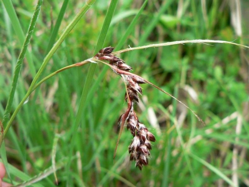 Luzula pediformis fruit