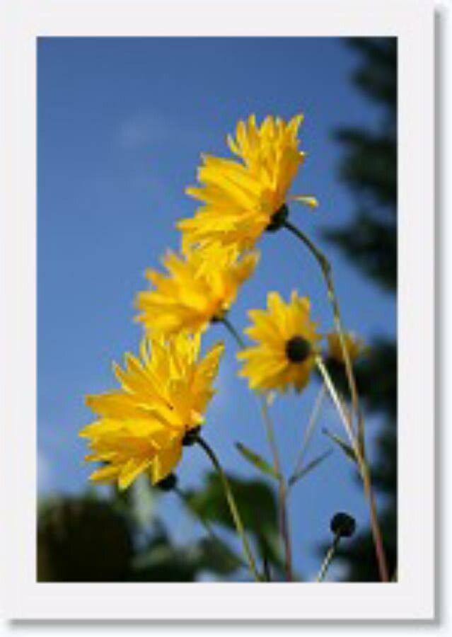 Helianthus atrorubens flower