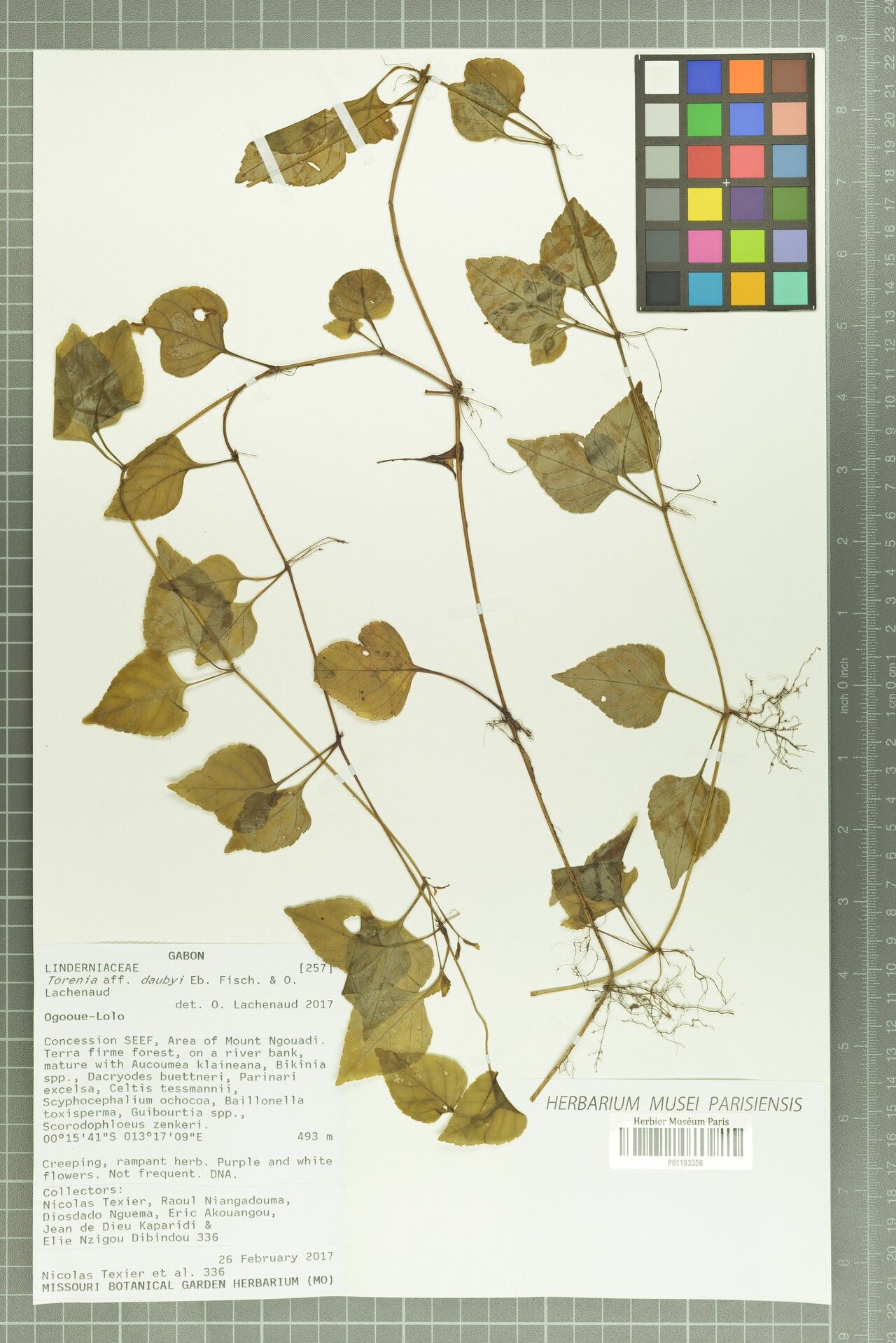 Torenia daubyi — related species from the same genus