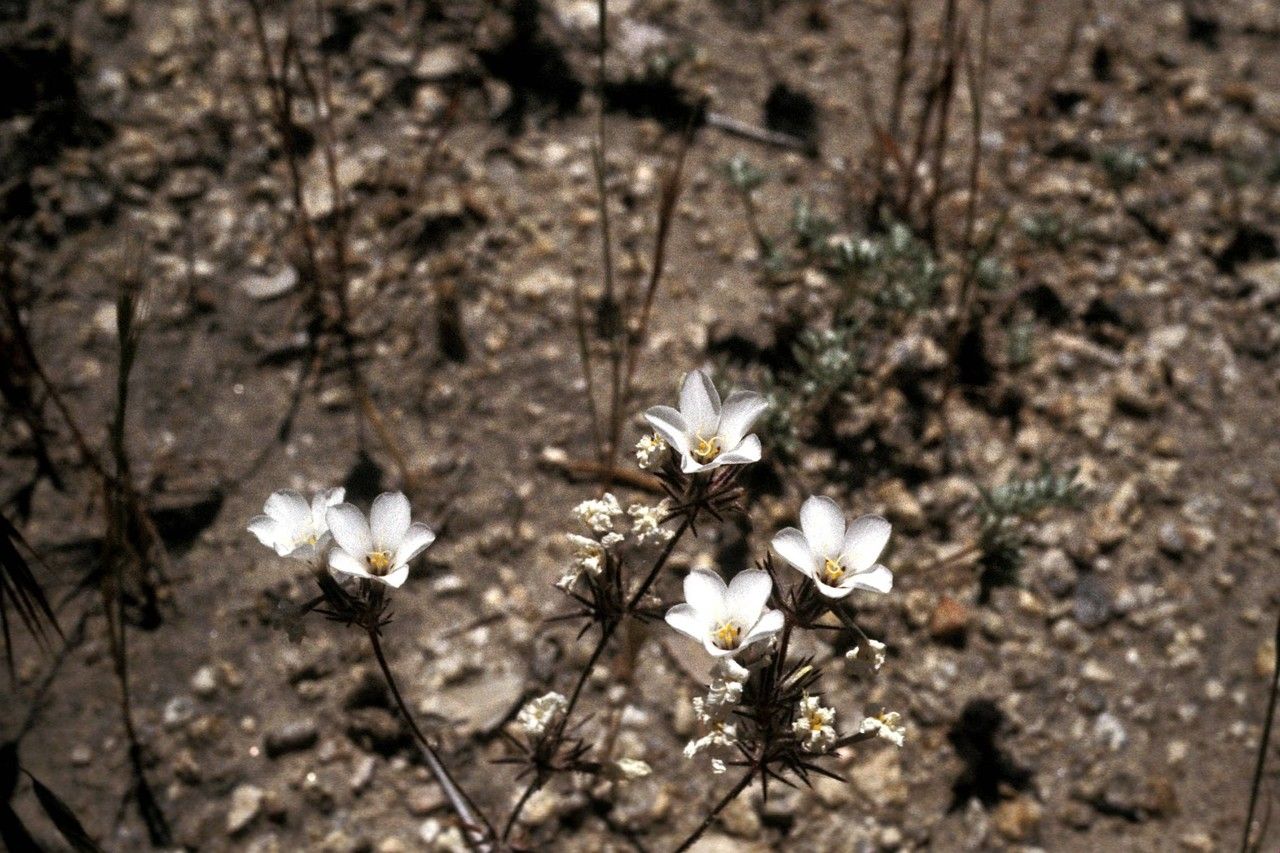 Linanthus killipii — search result for 'Phlox'