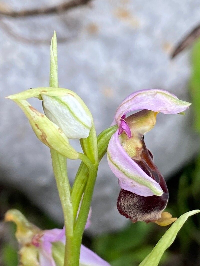 Ophrys crabronifera flower