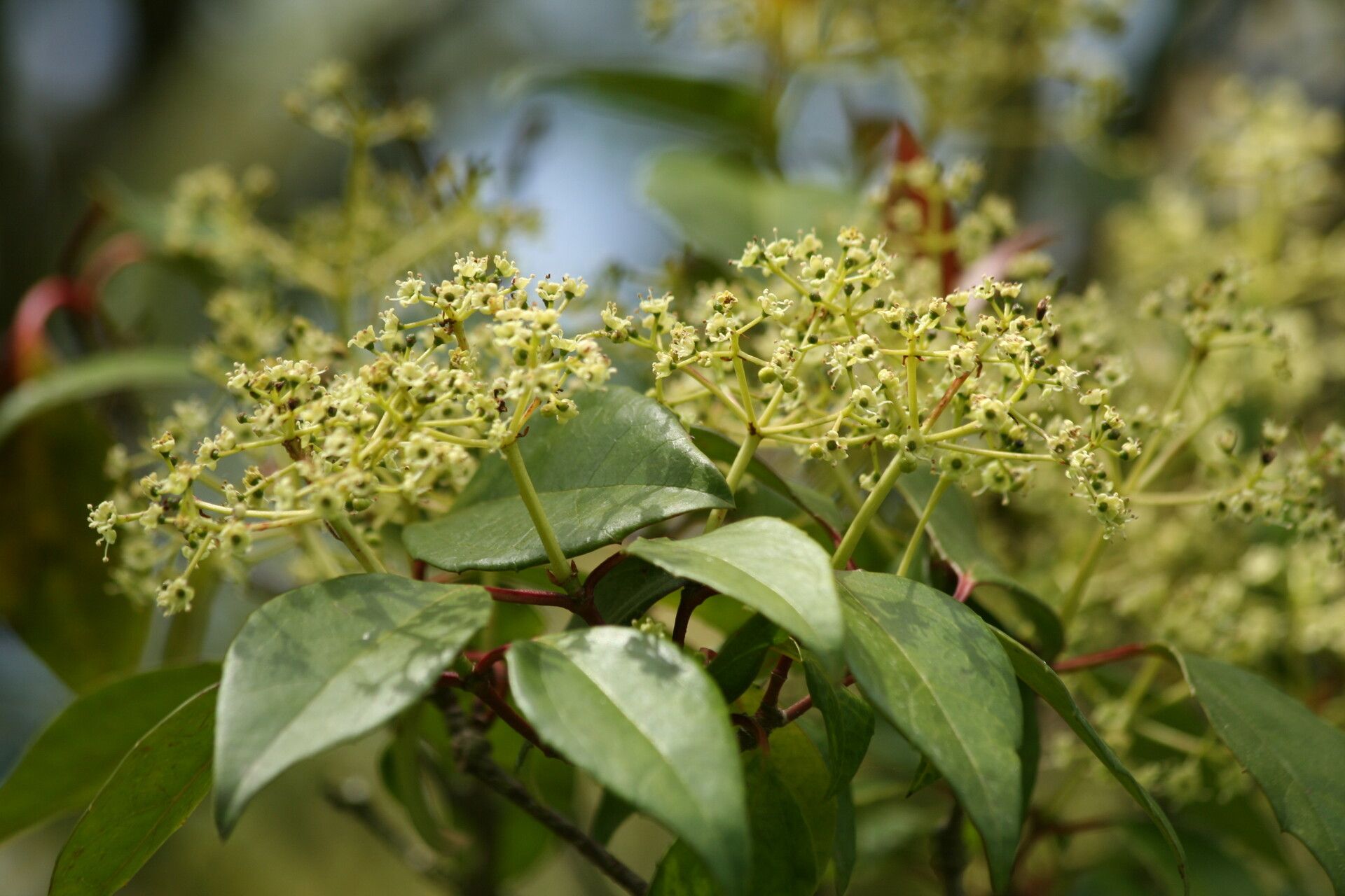 Viburnum propinquum flower