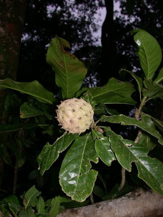 Magnolia inbioana other