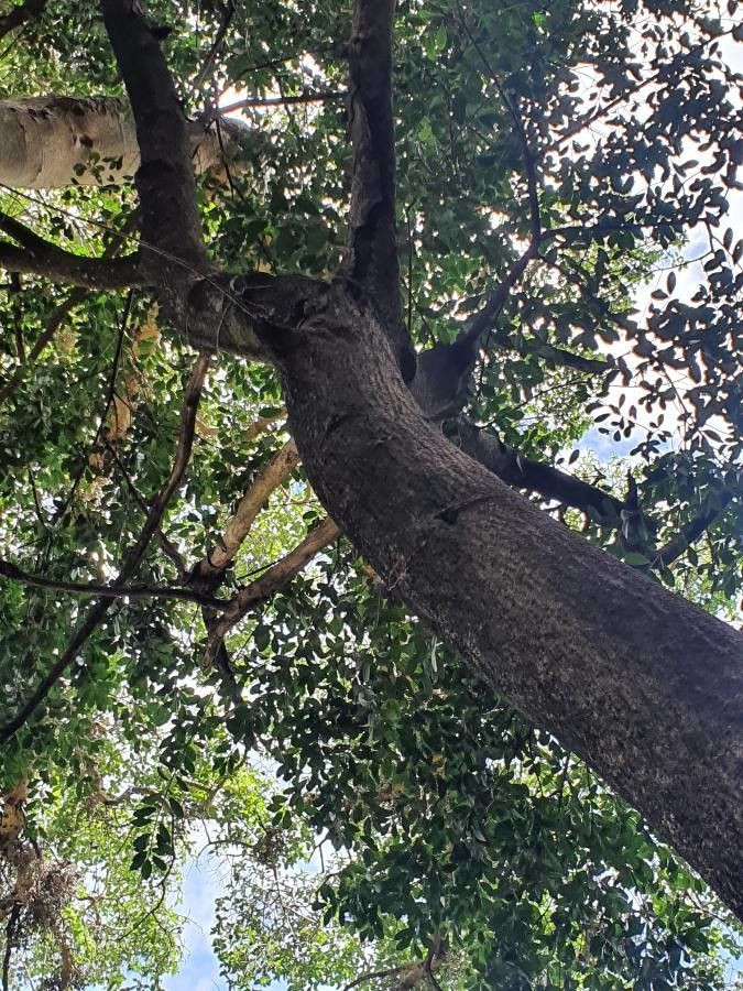 Ficus craterostoma habit