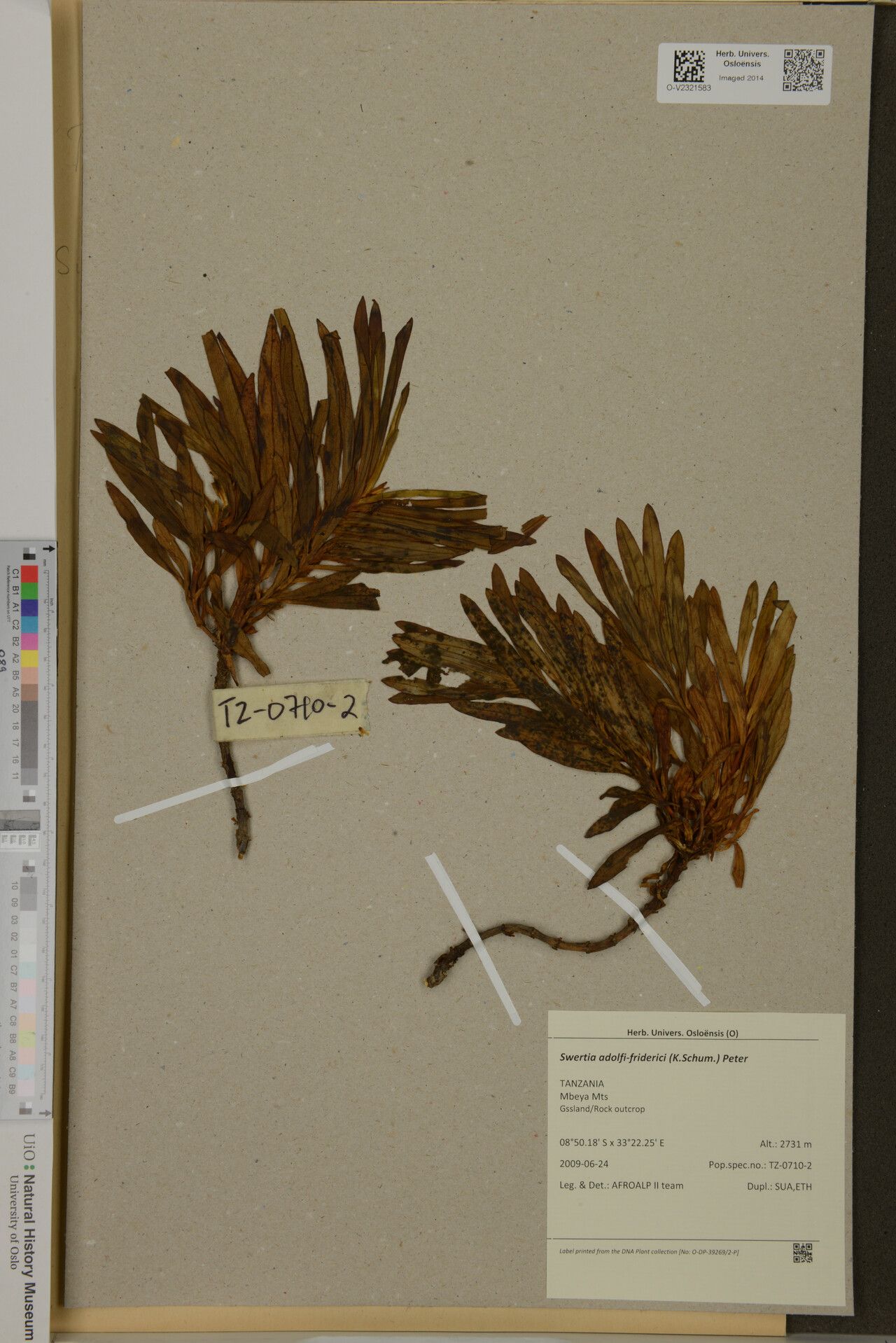 Swertia erosula — houseplant care guide