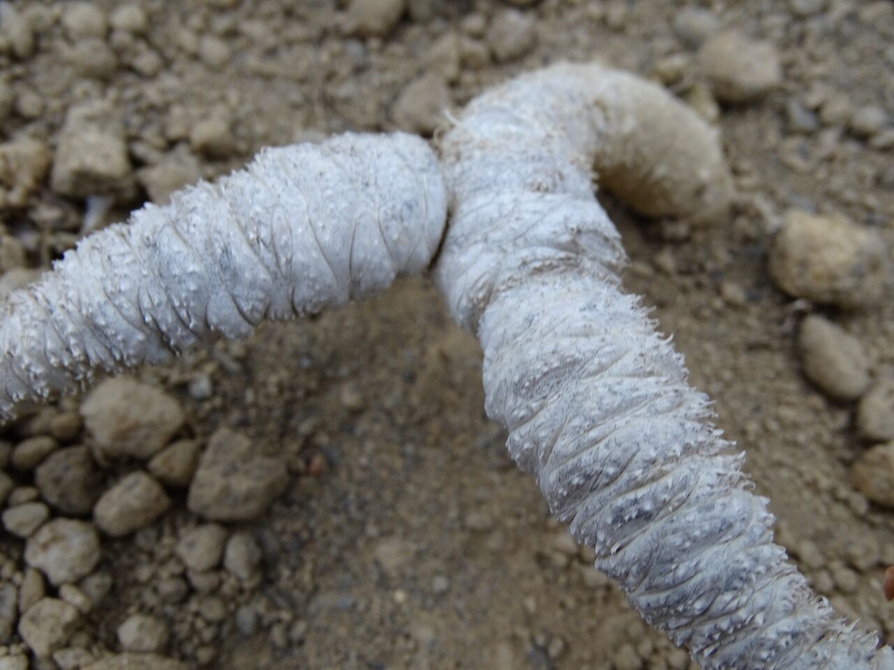 Euphorbia decaryi bark