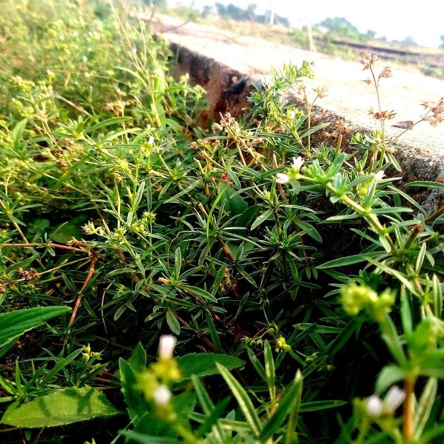 Oldenlandia umbellata — houseplant care guide