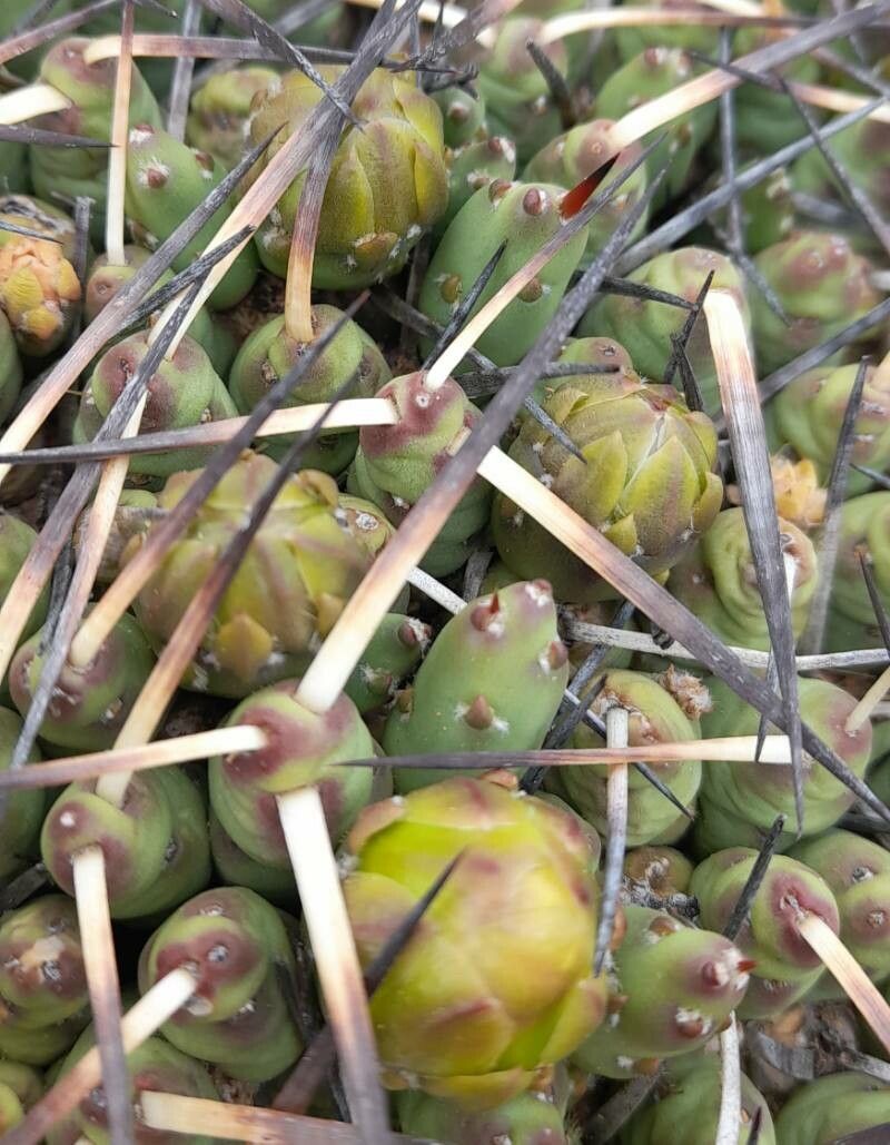 Maihueniopsis molfinoi bark