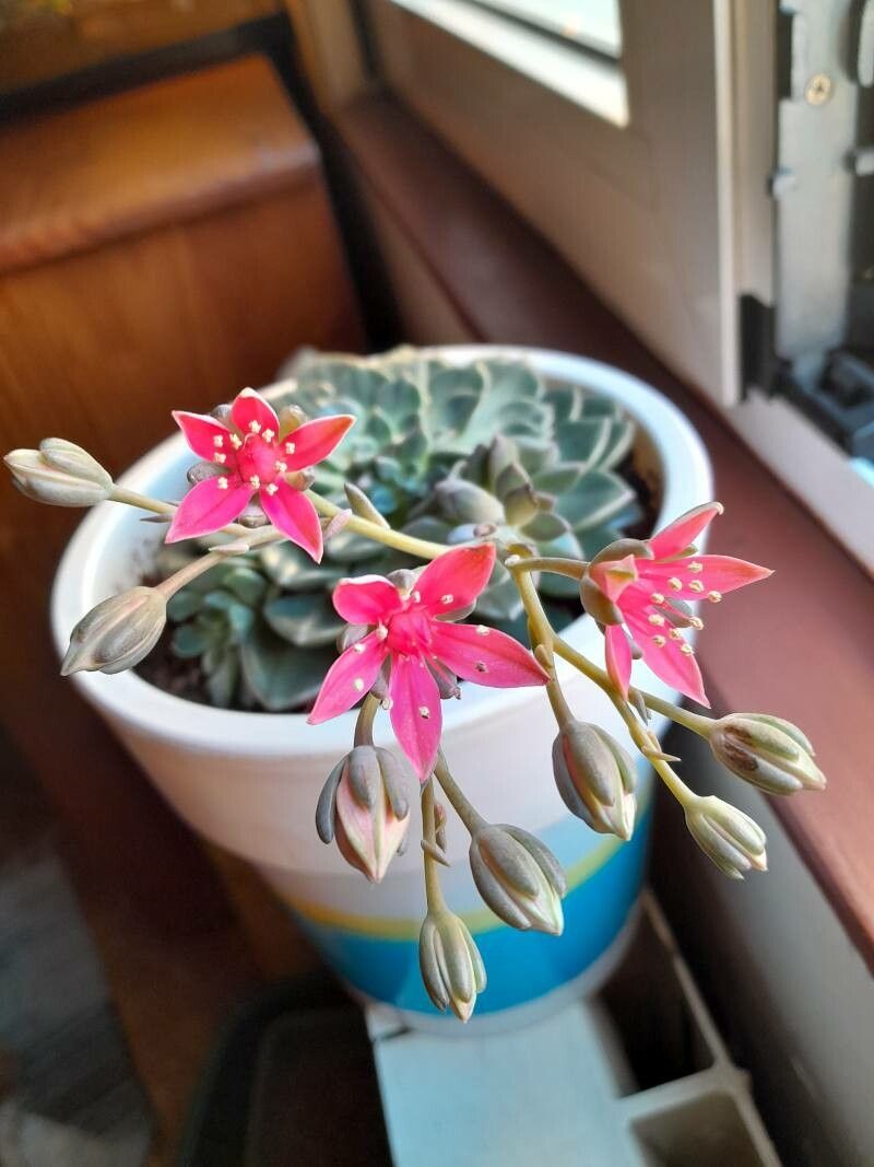 Graptopetalum bellum flower
