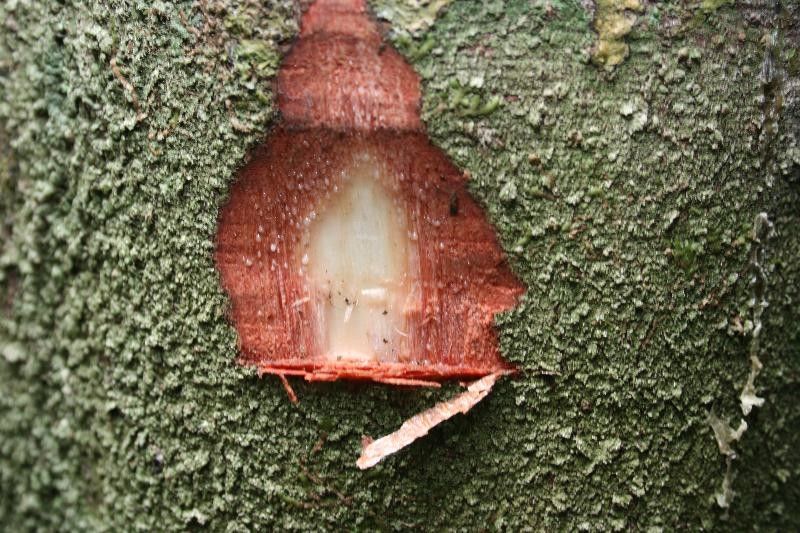 Protium subserratum other