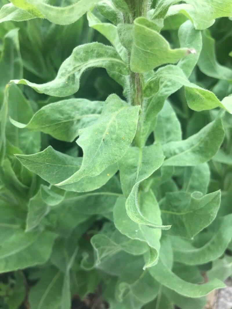 Centaurea macrocephala — search result for 'Uzbekistan'