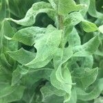 Centaurea macrocephala