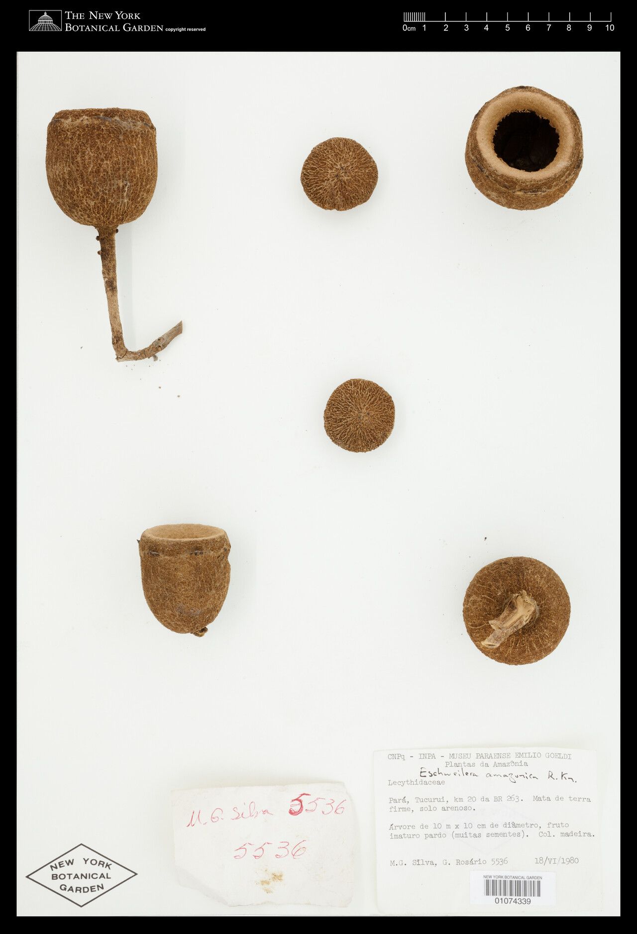 Eschweilera amazonica flower