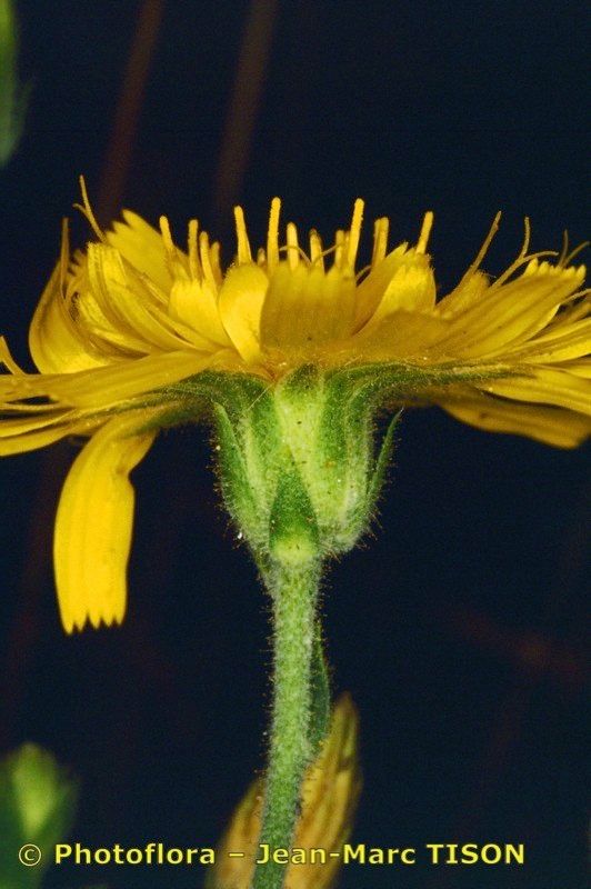 Hieracium legrandianum flower