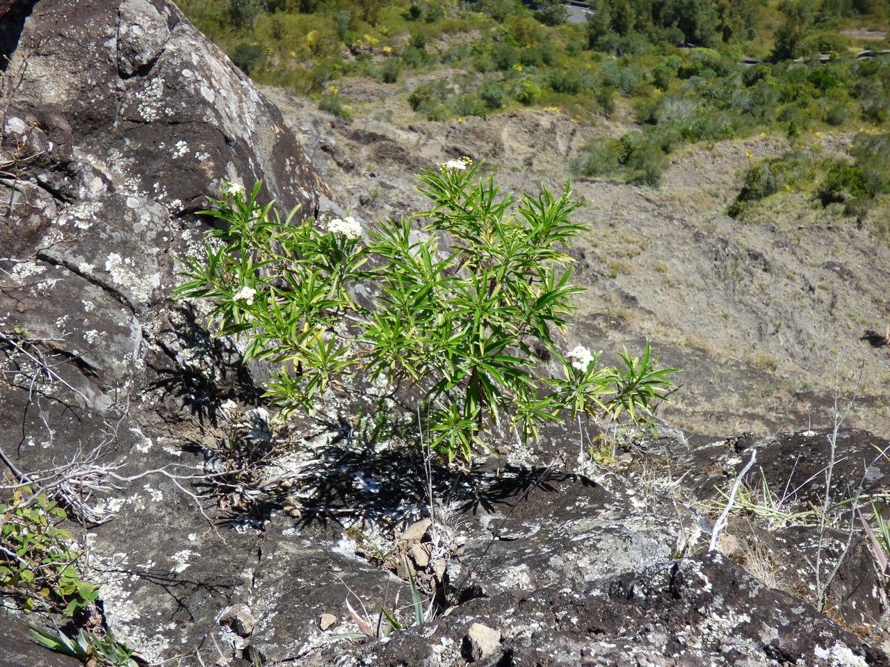 Psiadia retusa habit