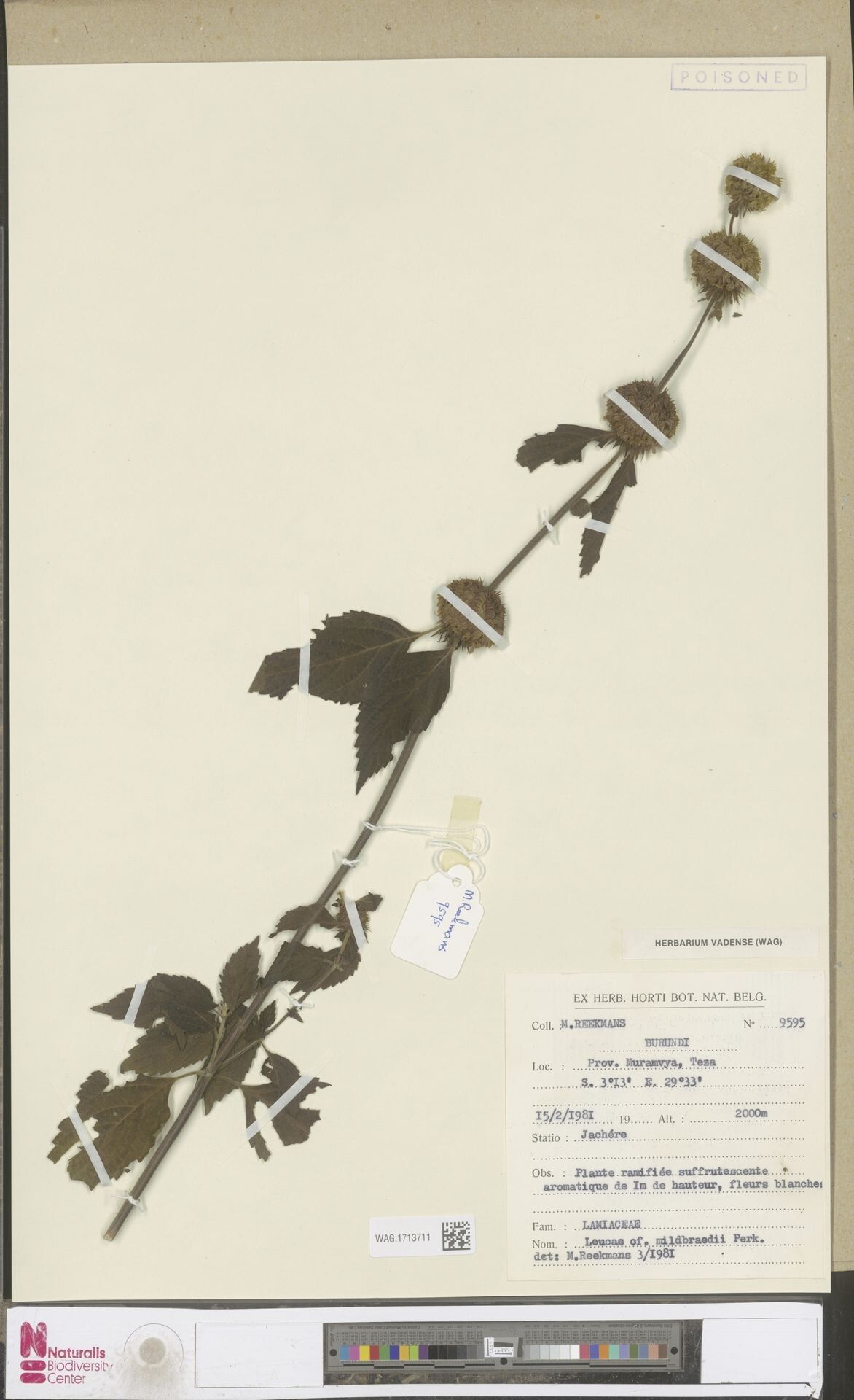 Leucas alluaudii — related species from the same genus